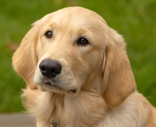 Puppy Crumble Update from Guide Dogs